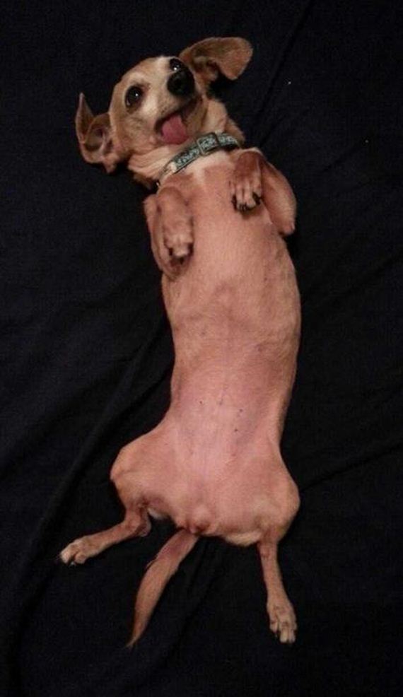 More-Dogs-Forgot