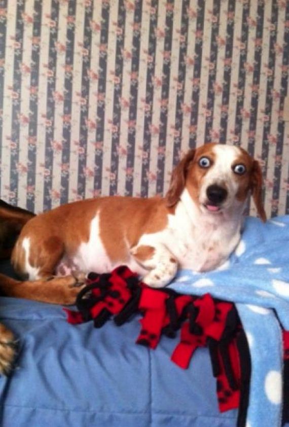 More-Dogs-Forgot