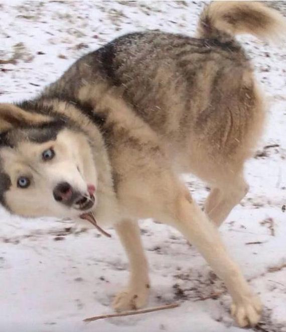 More-Dogs-Forgot