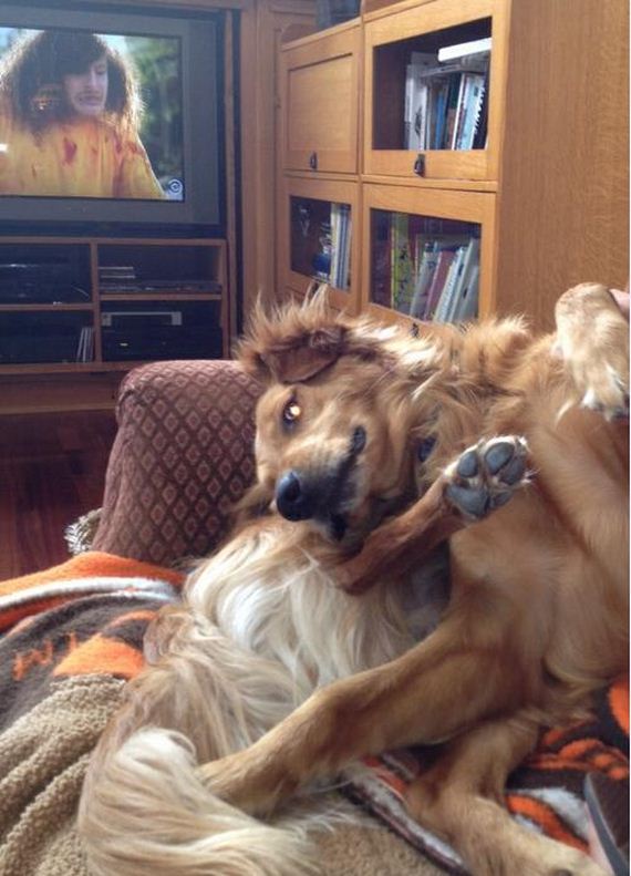More-Dogs-Forgot