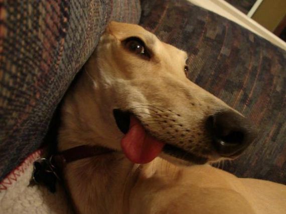 More-Dogs-Forgot