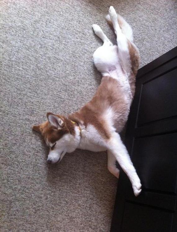 More-Dogs-Forgot