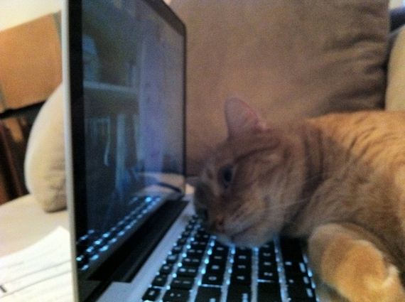 Pictures-That-Prove-Cats