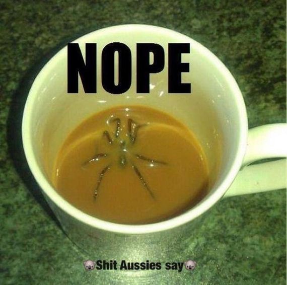 Reasons-Why-Arachnophobes