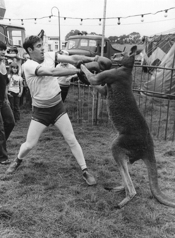 The-21-kangaroos