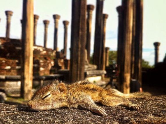 abandoned_squirrel_sri_lanka_paul_williams