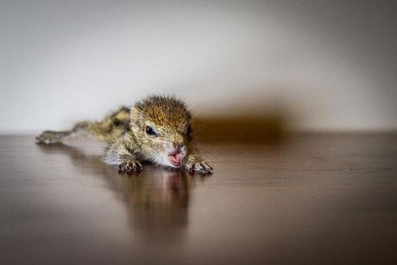 abandoned_squirrel_sri_lanka_paul_williams