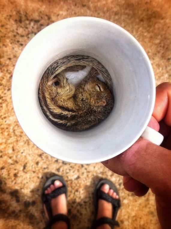 abandoned_squirrel_sri_lanka_paul_williams