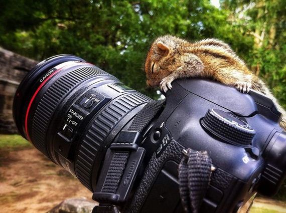 abandoned_squirrel_sri_lanka_paul_williams