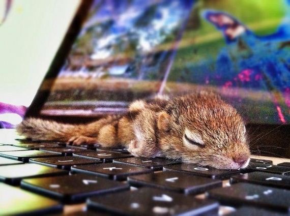 abandoned_squirrel_sri_lanka_paul_williams