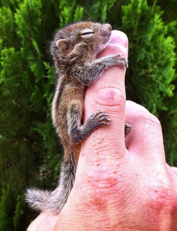 abandoned_squirrel_sri_lanka_paul_williams