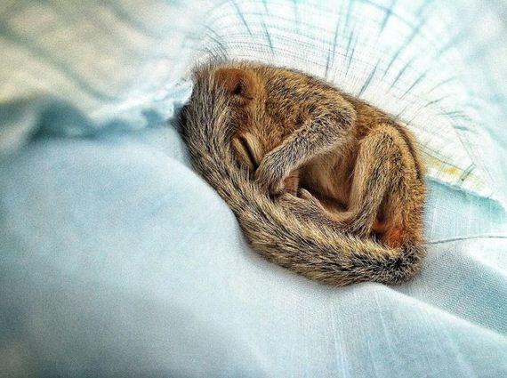 abandoned_squirrel_sri_lanka_paul_williams