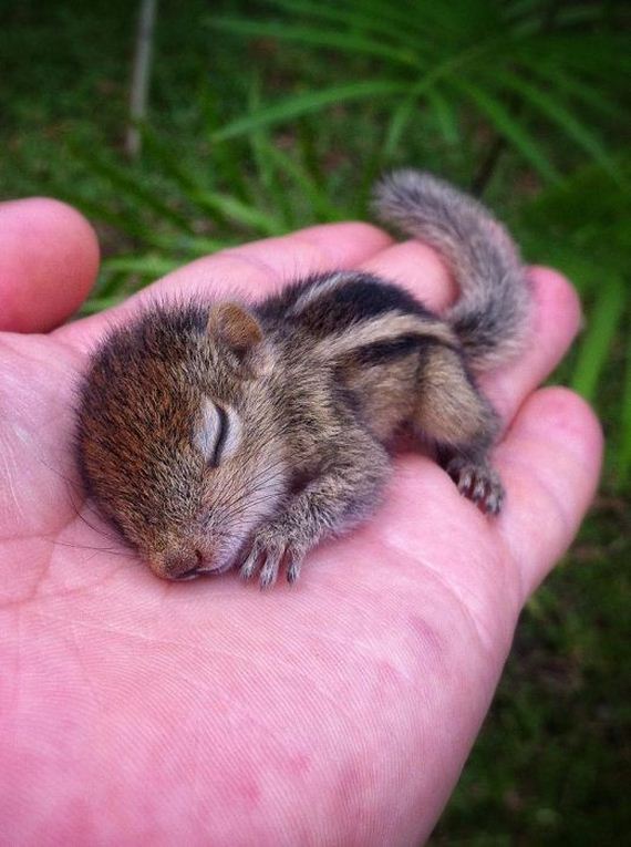 abandoned_squirrel_sri_lanka_paul_williams