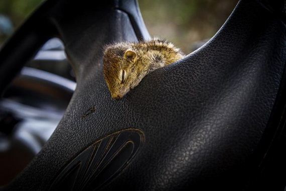 abandoned_squirrel_sri_lanka_paul_williams