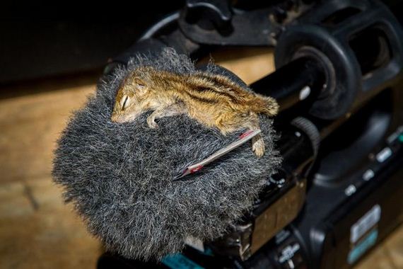 abandoned_squirrel_sri_lanka_paul_williams