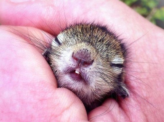 abandoned_squirrel_sri_lanka_paul_williams