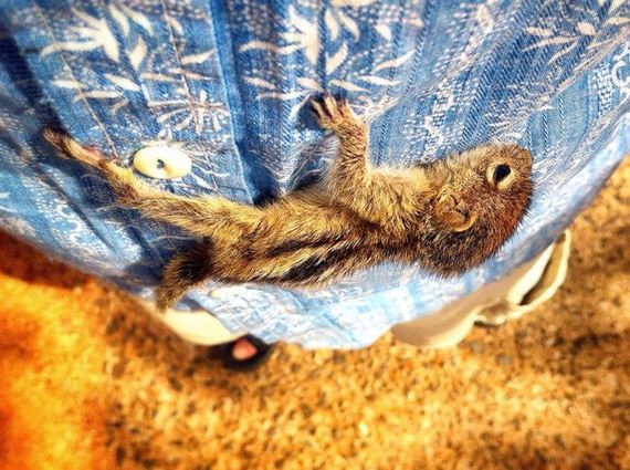 abandoned_squirrel_sri_lanka_paul_williams