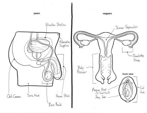 adults-asked-label-reproductive-system