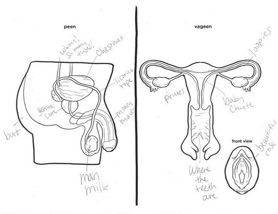 adults-asked-label-reproductive-system