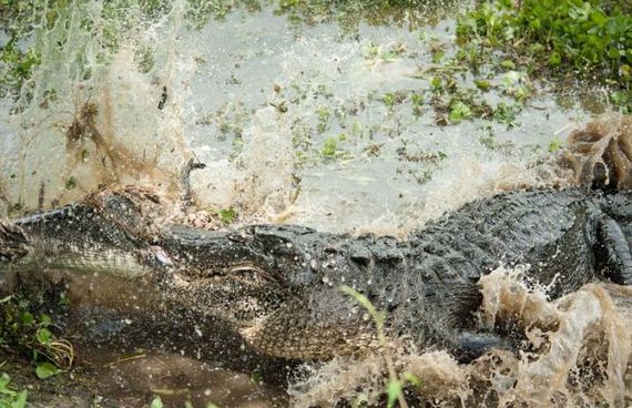 alligator_vs_alligator