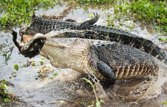 alligator_vs_alligator