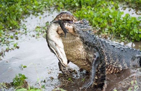 alligator_vs_alligator