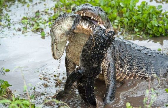 alligator_vs_alligator