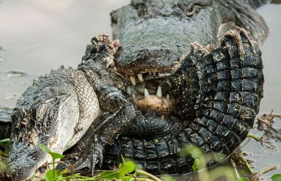 alligator_vs_alligator