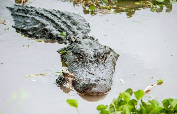 alligator_vs_alligator
