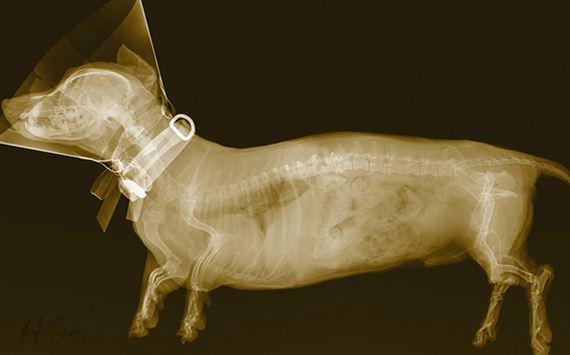 animal-x-ray