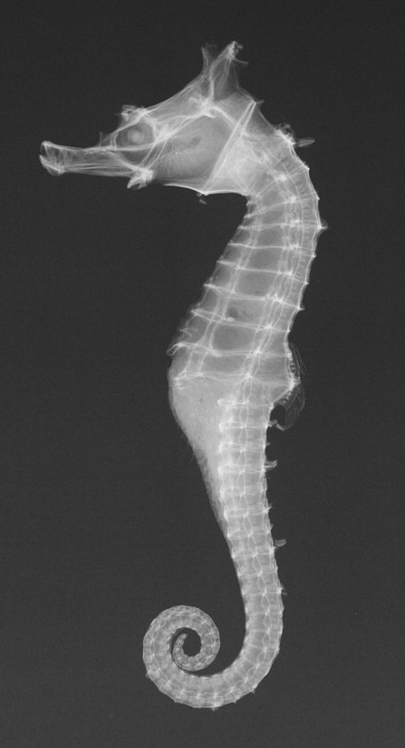 Amazing Images of Animals and Plants Under an X-Ray - Barnorama