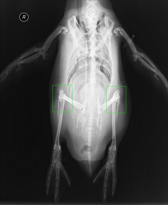 animal-x-ray