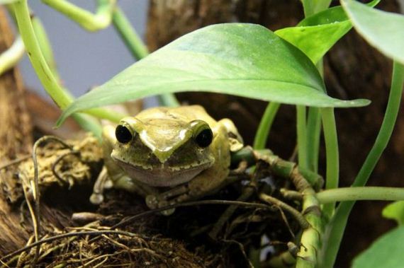 animals_41