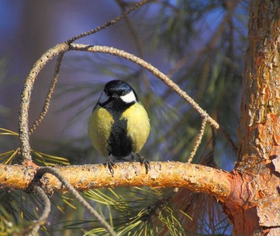 animals_41