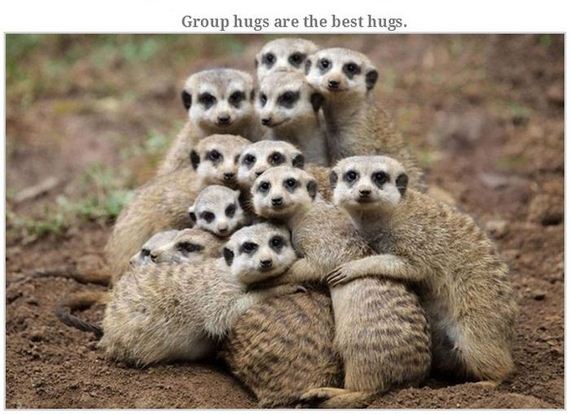 animals_hugging