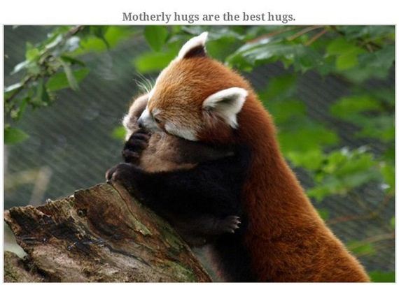 animals_hugging