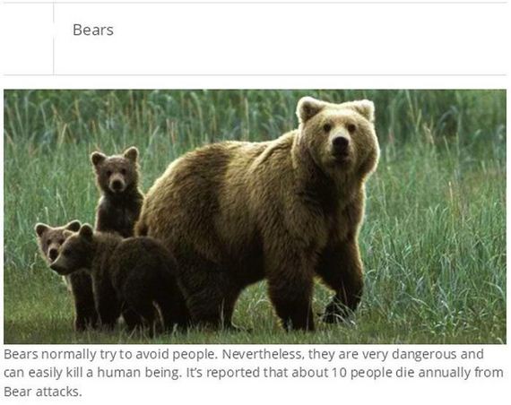 animals_killing_humans