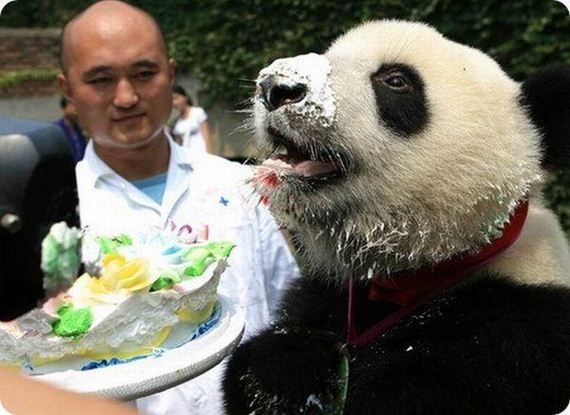 animals_that_are_having_the_best_birthday_ever