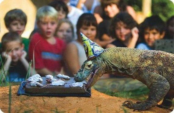 animals_that_are_having_the_best_birthday_ever