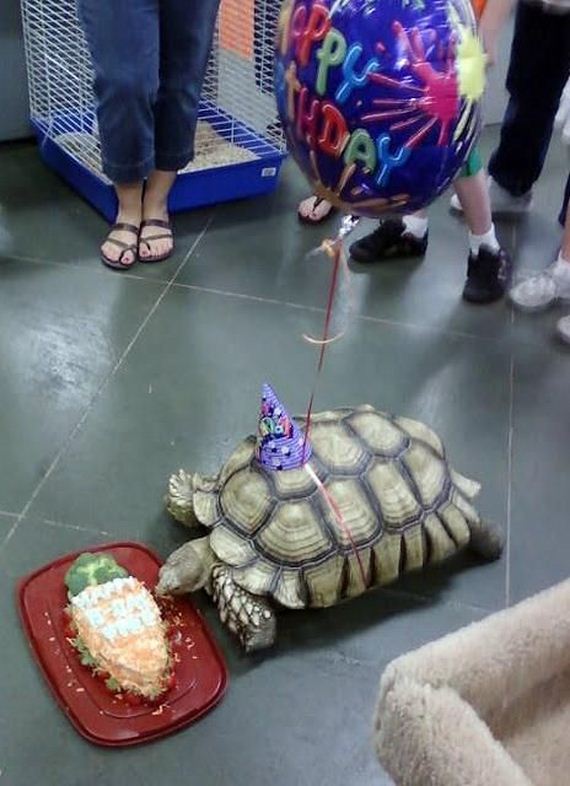 animals_that_are_having_the_best_birthday_ever
