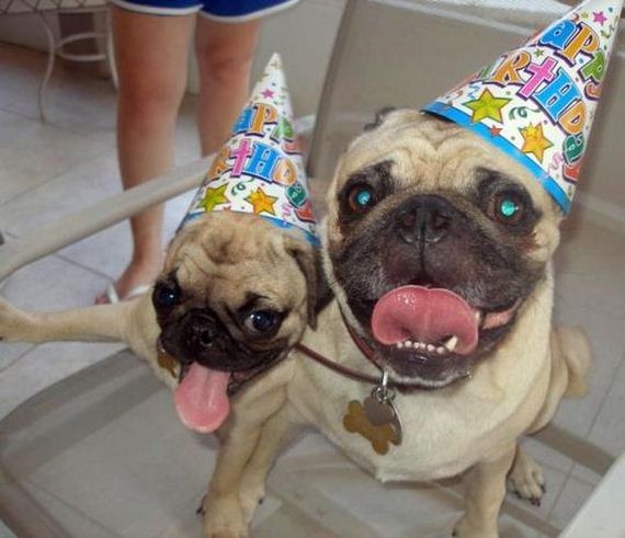 animals_that_are_having_the_best_birthday_ever