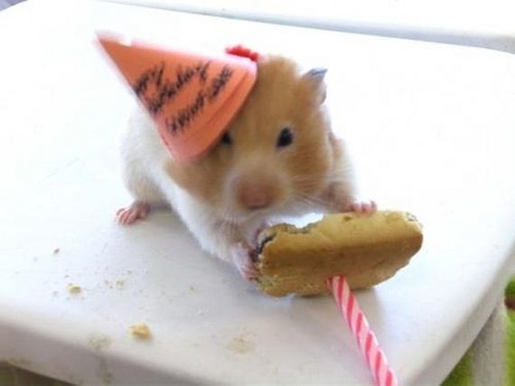 animals_that_are_having_the_best_birthday_ever