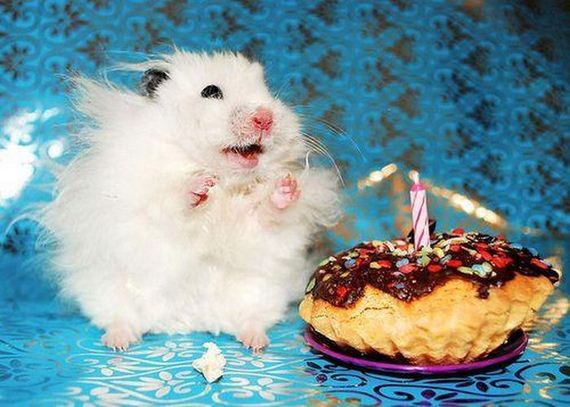 animals_that_are_having_the_best_birthday_ever