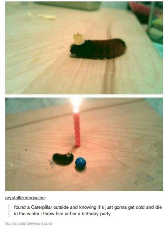 animals_that_are_having_the_best_birthday_ever