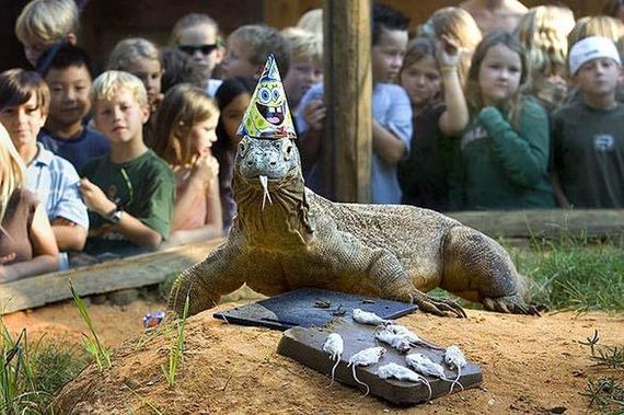 animals_that_are_having_the_best_birthday_ever