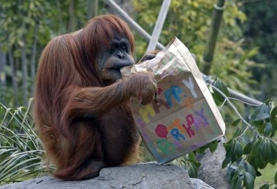 animals_that_are_having_the_best_birthday_ever