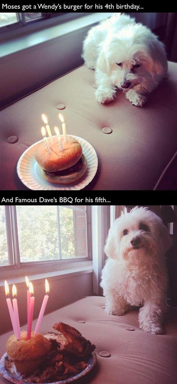 animals_that_are_having_the_best_birthday_ever