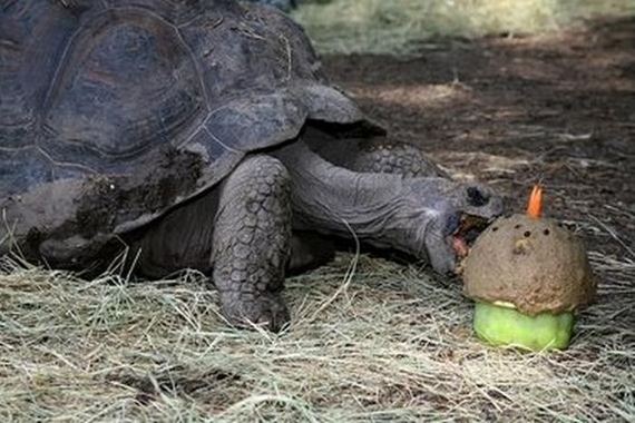 animals_that_are_having_the_best_birthday_ever