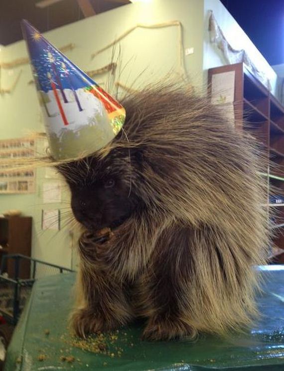 animals_that_are_having_the_best_birthday_ever