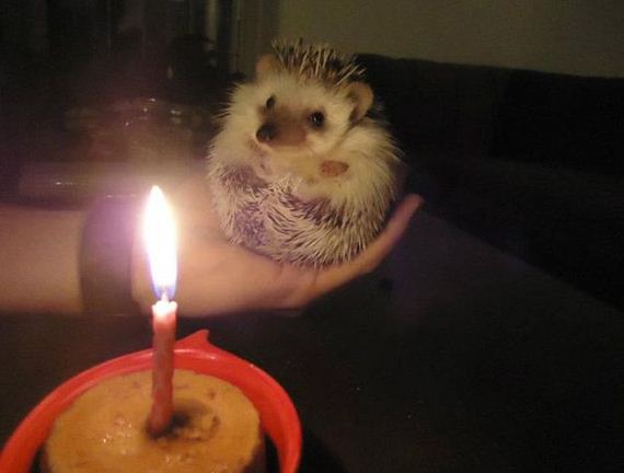 animals_that_are_having_the_best_birthday_ever